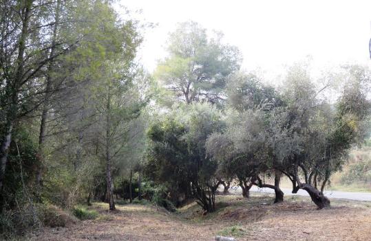 Ajuntament de Cunit. Cunit recupera una dotzena d'oliveres centenàries