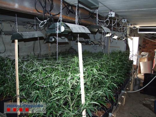 Mossos d'Esquadra. Detingut a laeroport de Madrid el propietari de la plantació de marihuana a Olèrdola
