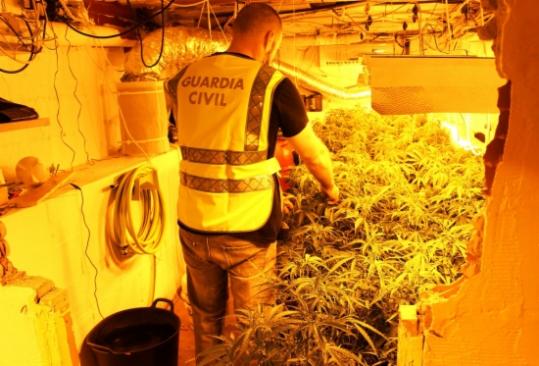 Dos detinguts per cultivar prop de 400 plantes de marihuana al soterrani de casa seva a Cunit. Guàrdia Civil