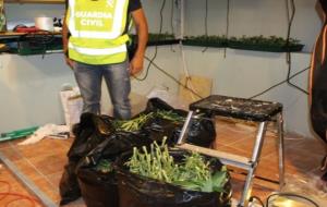 Dos detinguts per cultivar prop de 400 plantes de marihuana al soterrani de casa seva a Cunit