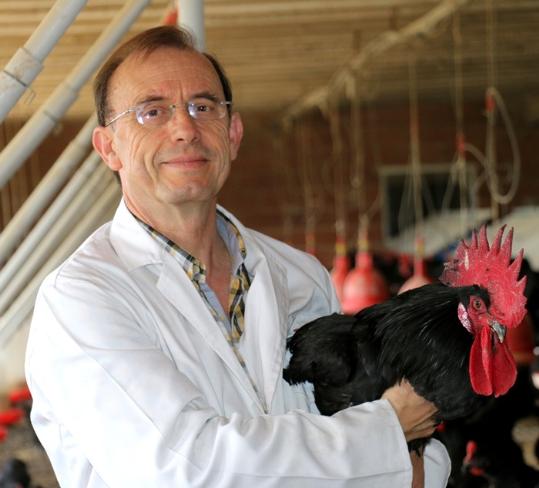 Dr. Amadeu Francesch Vidal, director científic del  treball sobre inclusió de granet de raïm a la dieta del Gall del Penedès. EIX