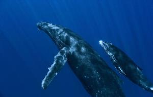 UPC. El projecte estudiarà, particularment, limpacte en els cetacis ja que aquests animals depenen dels sons per comunicar-se, caçar en grups...