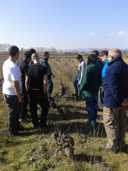 Ajuntament de Vilafranca. El PTT dauxiliar de vivers i jardins i la Casa dOficis De la terra tenen cura duna vinya gestionada pel VINSEUM