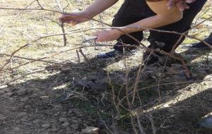 El PTT dauxiliar de vivers i jardins i la Casa dOficis De la terra tenen cura duna vinya gestionada pel VINSEUM