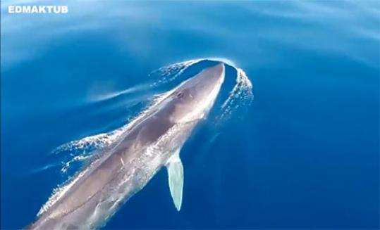 EDMAKTUB. El rorqual comú a les costes del Garraf