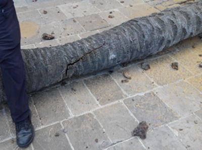 Ajuntament de Vilanova. El vent obliga a tallar una palmera de la plaça de la Vila de Vilanova