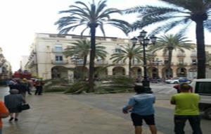 El vent obliga a tallar una palmera de la plaça de la Vila de Vilanova