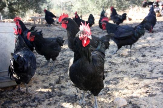 Exemplars de Gall del Penedès en una granja a l'aire lliure. ACN