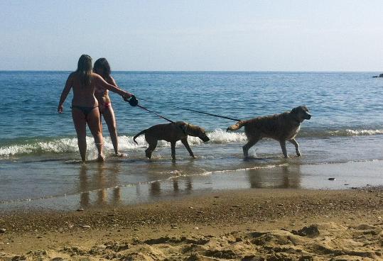 Gossos a la platja llarga. Eix