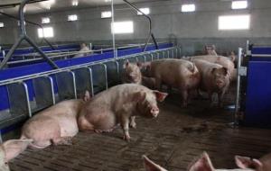 Imatge d'arxiu d'uns porcs en una granja d'una explotació. ACN