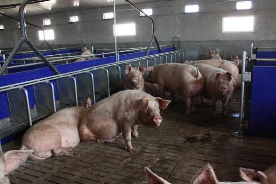 Imatge d'arxiu d'uns porcs en una granja d'una explotació. ACN