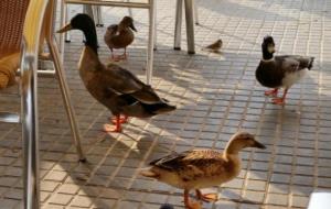 Imatge de diversos ànecs entre les cadires de la terrassa d'una cafeteria de Cubelles mentre els clients esmorzen