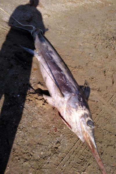 Imatge del Peix espasa que ha aparegut mort aquest dilluns 16 de novembre de 2015 en una platja de Cubelles. Ajuntament de Cubelles
