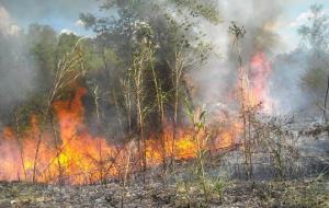 Generalitat de Catalunya. Imatge d'un incendi en una zona amb borrissol