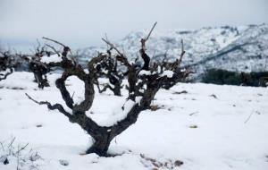Imatges de la nevada a Vilafranca del Penedès i Olèrdola