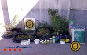 La Policia Local intervé 200 plantes de marihuana en un domicili de Mas Trader