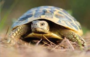 Parc del Garraf. La tortuga terrestre mediterrània