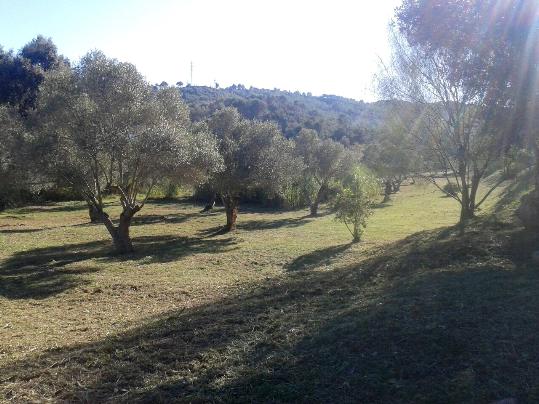 Ajuntament de Calafell. LAjuntament de Calafell ha plantat més de 200 arbres i ha creat més de 10 jardins al municipi
