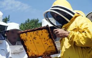 L'apicultor Daniel Arrebola mostrant una bresca amb abelles a usuaris d'un centre de menors a Prades. Apis Urbis