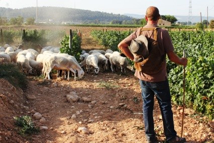 Loxarel comença la poda en verd amb el ramat per afavorir la maduració del raïm. EIX