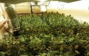Ajuntament del Vendrell. Operació policial al Vendrell amb quatre detinguts i un miler de plantes de marihuana comissades