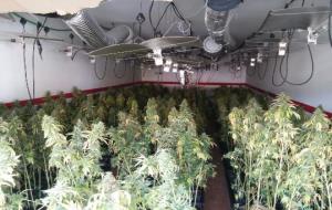 Operació policial al Vendrell amb quatre detinguts i un miler de plantes de marihuana comissades