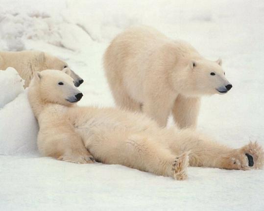 Eix. Ós polar