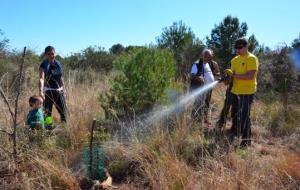 Repoblació forestal a l Ortoll