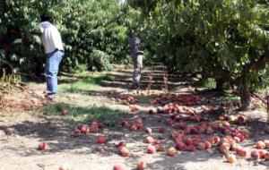 Temporers en una finca d'Alcarràs llençant els préssecs de l'arbre a terra en comptes de collir-los en aplicació de la no collita