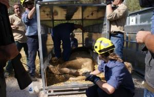 Generalitat de Catalunya. Traslladen els lleons i óssos d'Aqualeon a una reserva de Colorado, als EUA