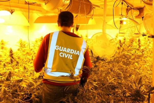 Un guàrdia civil inspecciona la plantació de marihuana de la Bisbal del Penedès. Guàrdia Civil