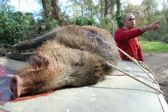 Un senglar abatut per una colla de caçadors gironins en una imatge d'arxiu. ACN