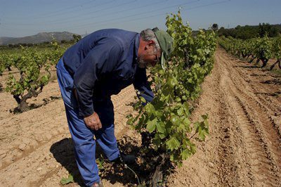 Generalitat de Catalunya. Un viticultor revisant les seves vinyes