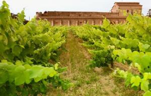 Vins i escumosos Castell de Pujades