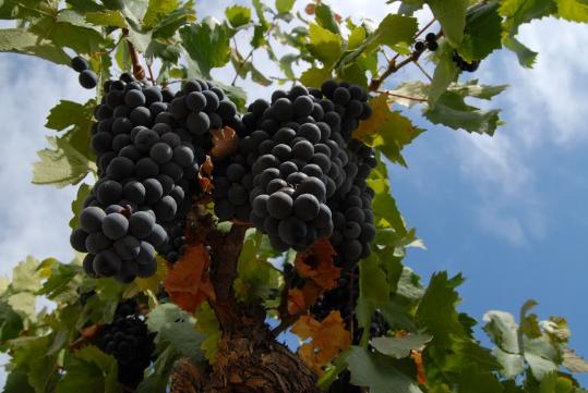 Eix. Vinyes al Penedès