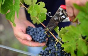 Vinyes de Can Ramonet a Sant Pere de Ribes. Xavier Prat