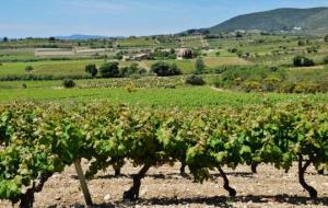 Vinyes de Castellví de la Marca