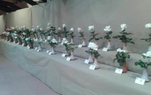 20è Concurs de roses del Vendrell