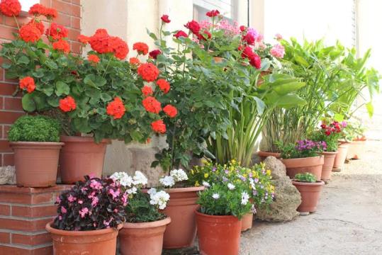 Subirats en flors