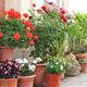 Subirats+en+flors