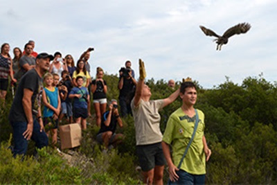 Anellament científic d'ocells