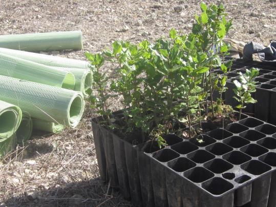 Plantació forestal a la muntanya de Sant Jaume