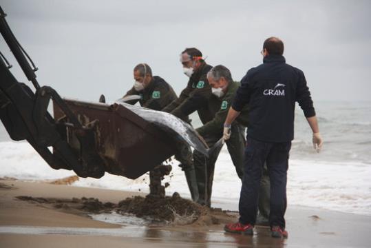 Agents Rurals i un tècnic del CRAM intenten pujar a l'excavadora el cos del cap d'olla trobat a la platja de Sant Salvador l'11 de febrer de 2016. ACN