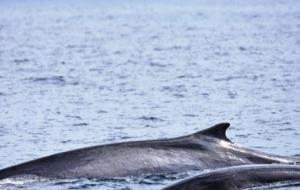 Albiren un exemplar de rorqual comuna amb la seva cria a la costa del Garraf. Edmaktub 