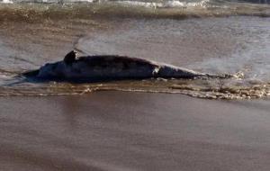 Apareix un dofí mort a la platja de Calafell aquest dissabte a la tarda