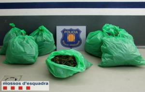 Bosses de marihuana decomissades pels Mossos d'Esquadra arran les últimes actuacions policials. Mossos d'Esquadra