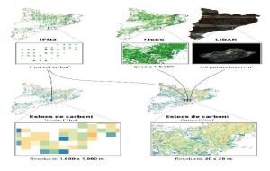 Catalunya disposa dels primers mapes d'alta resolució de boscos generats a partir de dades làser