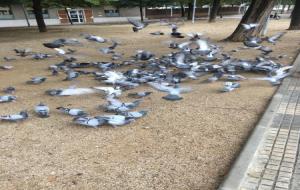 Coloms a la plaça de la Sardana de Vilafranca. Ajuntament de Vilafranca