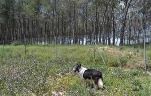 Comencen les obres d'ampliació del centre d'acollida d'animals de Vilafranca