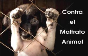 Contra el maltrato animal. Eix